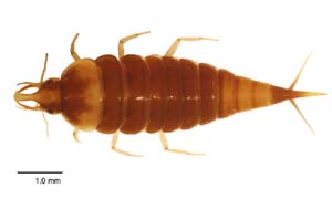 Hyphydrus sp. larva
