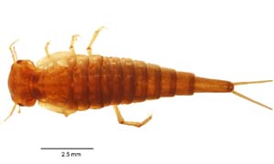 Rhantus sp. larva