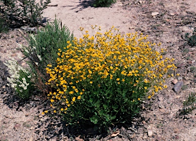 APII jpeg image of Goodenia brendannarum  © contact APII