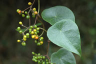 Stephania japonica