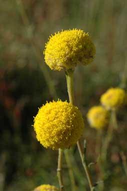 APII jpeg image of Craspedia variabilis  © contact APII