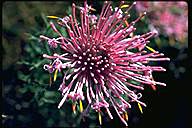 flower image