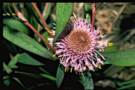 Isopogon cuneatus - click for larger image