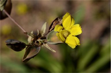 APII jpeg image of Goodenia macrocalyx  © contact APII