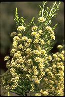 flower image