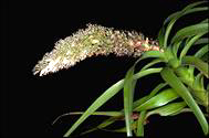 flower image