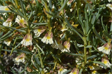 APII jpeg image of Goodenia collaris  © contact APII