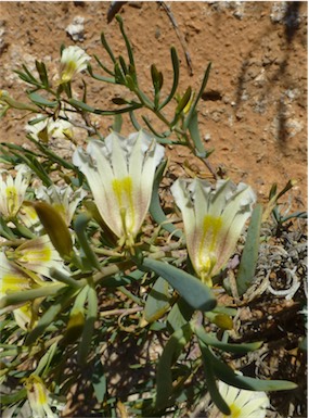 APII jpeg image of Goodenia collaris  © contact APII