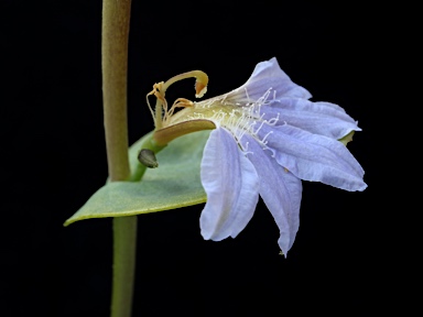 APII jpeg image of Scaevola brooksiana  © contact APII