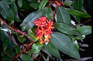 Marianthus ringens