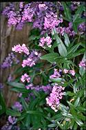 Hardenbergia comptoniana