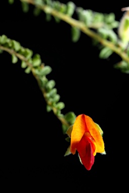 APII jpeg image of Pultenaea foliolosa  © contact APII
