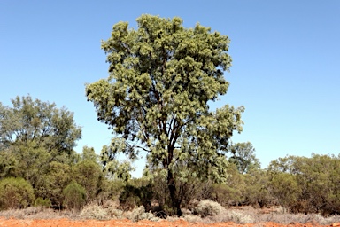 APII jpeg image of Atalaya hemiglauca  © contact APII