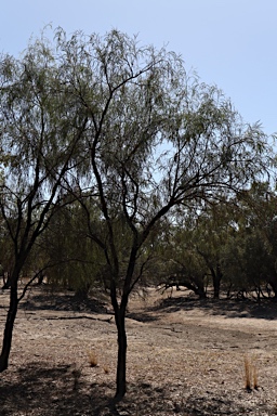 APII jpeg image of Acacia stenophylla  © contact APII