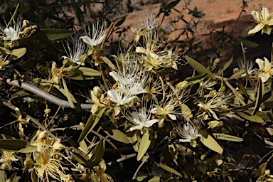 APII jpeg image of Capparis lasiantha  © contact APII