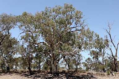 APII jpeg image of Eucalyptus camaldulensis  © contact APII