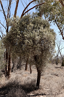 APII jpeg image of Capparis mitchellii  © contact APII