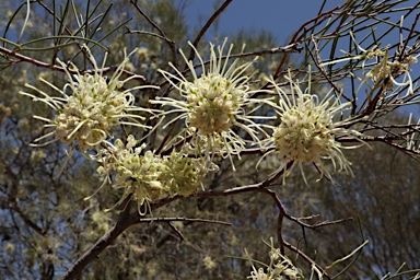 APII jpeg image of Hakea ivoryi  © contact APII