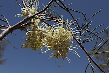APII jpeg image of Hakea ivoryi  © contact APII