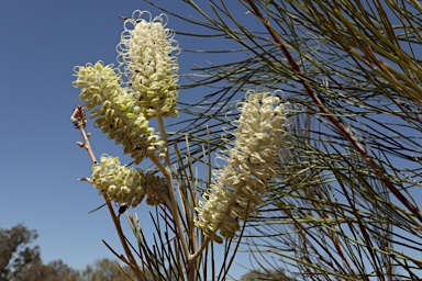 APII jpeg image of Grevillea albiflora  © contact APII