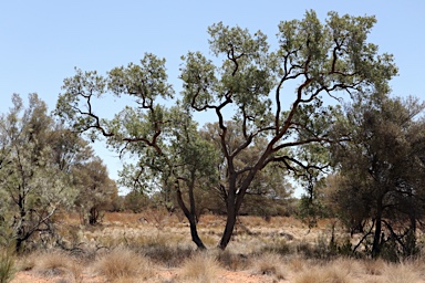 APII jpeg image of Angophora melanoxylon  © contact APII