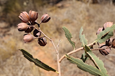 APII jpeg image of Angophora melanoxylon  © contact APII