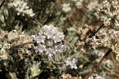 APII jpeg image of Dicrastylis lewellinii  © contact APII