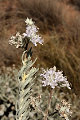 APII jpeg image of Dicrastylis lewellinii  © contact APII