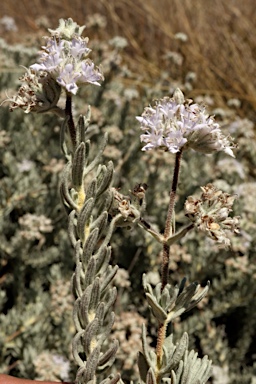 APII jpeg image of Dicrastylis lewellinii  © contact APII