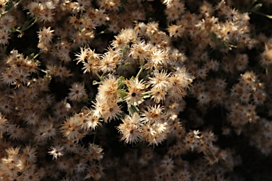 APII jpeg image of Pluchea dunlopii  © contact APII