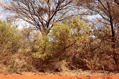 APII jpeg image of Dodonaea viscosa subsp. angustissima  © contact APII