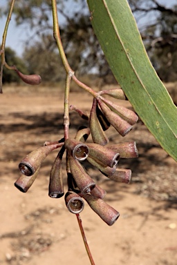 APII jpeg image of Eucalyptus ochrophloia  © contact APII