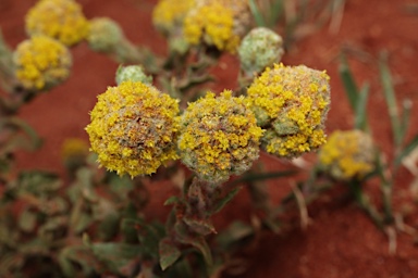 APII jpeg image of Calocephalus  © contact APII