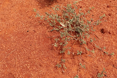 APII jpeg image of Muelleranthus stipularis  © contact APII