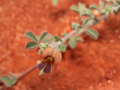 APII jpeg image of Muelleranthus stipularis  © contact APII