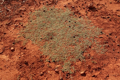 APII jpeg image of Lobelia darlingensis  © contact APII