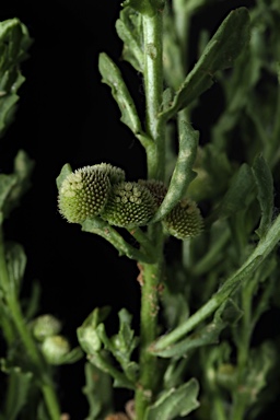 APII jpeg image of Centipeda pleiocephala  © contact APII