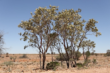 APII jpeg image of Atalaya hemiglauca  © contact APII