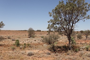 APII jpeg image of Atalaya hemiglauca  © contact APII