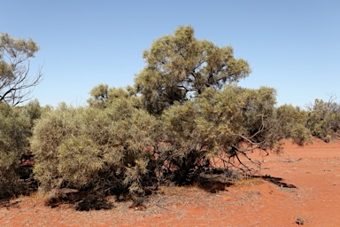 APII jpeg image of Acacia calcicola  © contact APII