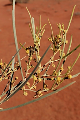 APII jpeg image of Acacia calcicola  © contact APII