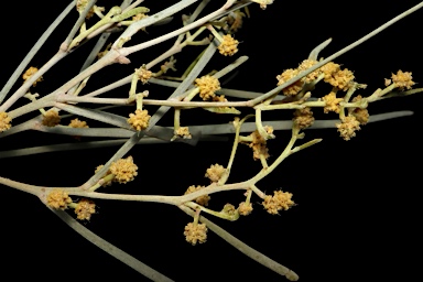 APII jpeg image of Acacia calcicola  © contact APII