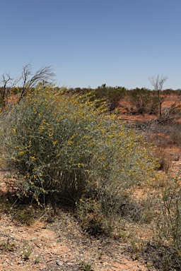 APII jpeg image of Crotalaria eremaea  © contact APII