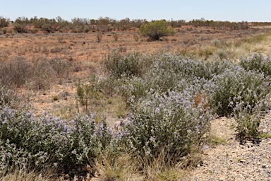 APII jpeg image of Solanum oligacanthum  © contact APII