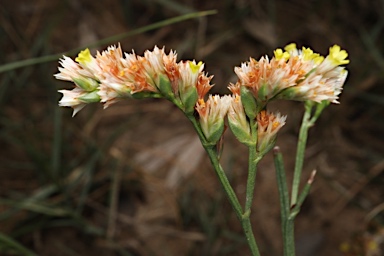 APII jpeg image of Limonium australe  © contact APII