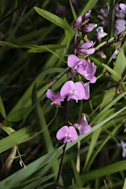 APII jpeg image of Glycine microphylla  © contact APII