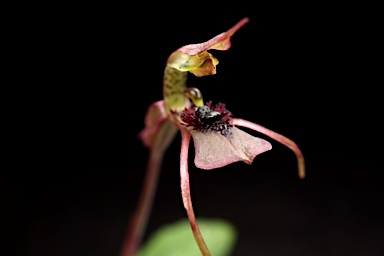 APII jpeg image of Chiloglottis seminuda  © contact APII