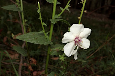 APII jpeg image of Verbascum blattaria  © contact APII