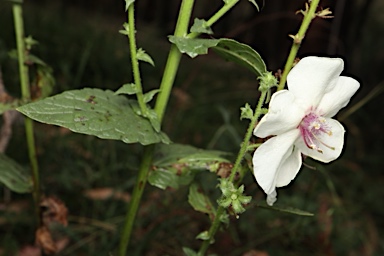 APII jpeg image of Verbascum blattaria  © contact APII