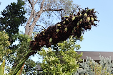 APII jpeg image of Doryanthes palmeri  © contact APII